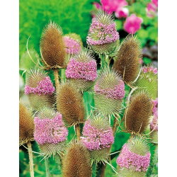 Szczeć pospolita - roślina miododajna - 100 g