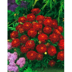 Aksamitka Carmen - rozpierzchła - 1 kg