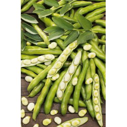 Bób Dragon - duże nasiona, bardzo wczesny - 500 g