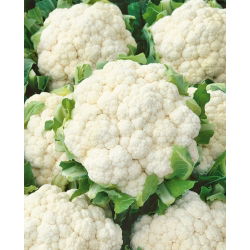 Kalafior Snowball X - średniopóźny