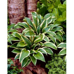 Funkia - Hosta Queen Josephine - GIGA paczka! - 50 szt.