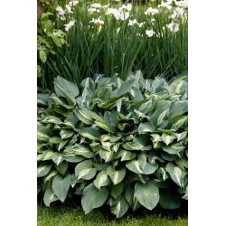 Funkia - Hosta Snake Eyes - GIGA paczka! - 50 szt.