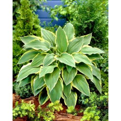 Funkia - Hosta Yellow River - GIGA paczka! - 50 szt.