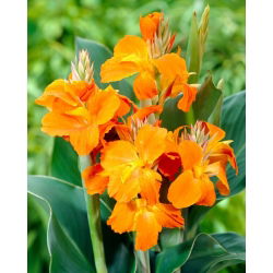 Kanna pomarańczowa - Orange - GIGA paczka! - 50 szt.