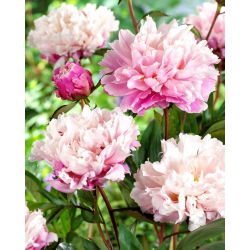 Piwonia, Paeonia - Peaches and Cream - sadzonka - GIGA paczka! - 50 szt.