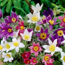 Sasanka - mix - sadzonka - GIGA paczka! - 50 szt.