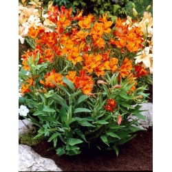 Alstremeria - Alstroemeria Orange King - GIGA paczka! - 50 szt.