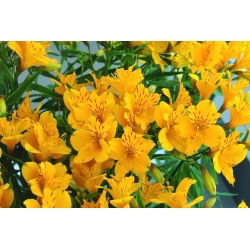 Alstremeria - Alstroemeria Lutea - duża paczka! - 10 szt.