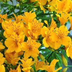 Alstremeria - Alstroemeria Lutea - duża paczka! - 10 szt.