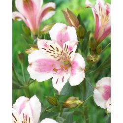 Alstremeria - Alstroemeria Majestic Fougere - 1 szt.