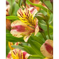 Alstremeria - Alstroemeria Marguerite - 1 szt.