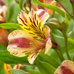 Alstremeria - Alstroemeria Marguerite - 1 szt.