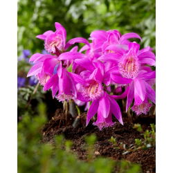 Storczyk ogrodowy Tongariro