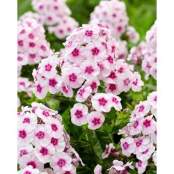 Floks (Phlox) - Płomyk wiechowaty - Younique Trendy - 1 szt.