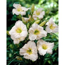 Liliowiec Longfields Beauty - GIGA paczka! - 50 szt.