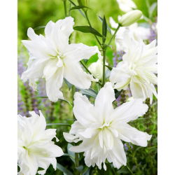 Lilia - Lotus Ice - orientalna, pełna