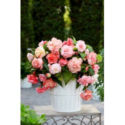Begonia zwisająca - Splendide Flamenca - 2 szt.