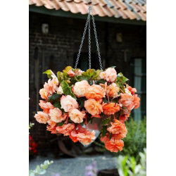 Begonia zwisająca - Splendide Apricot - 2 szt.
