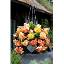 Begonia zwisająca - Splendide Ballerina - 2 szt.