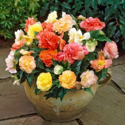Begonia Pastel mix - 2 szt.