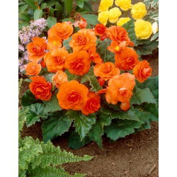Begonia wielokwiatowa - Multiflora Maxima - pomarańczowa - 2 szt.