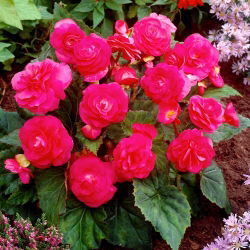 Begonia wielokwiatowa - Multiflora Maxima - różowa - 2 szt.