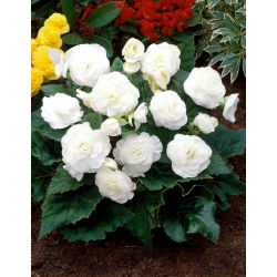 Begonia wielokwiatowa - Multiflora Maxima - biała - 2 szt.