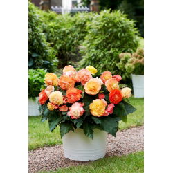 Begonia Superba Bolero - 2 szt.