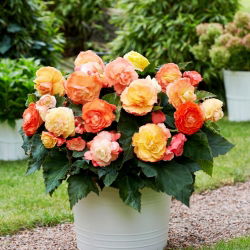 Begonia Superba Bolero - 2 szt.
