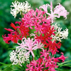 Nerine - mix kolorów - 1 szt.