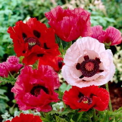 Mak wschodni - mix - 1 szt.