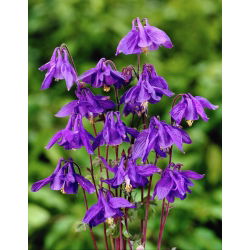 Orlik alpejski - Aquilegia alpina - 1 szt.