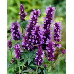 Agastache, Kłosowiec - Black Adder