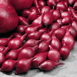 Cebula dymka - Wenta - czerwona - 0,25 kg