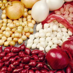 Cebula dymka - mieszanka odmian - 10 kg