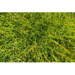 Kostrzewa łąkowa Patra - 5 kg