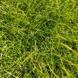 Kostrzewa łąkowa Patra - 5 kg