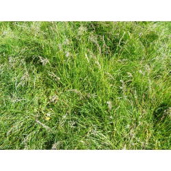 Kostrzewa trzcinowa gazonowa Starlett - 5 kg