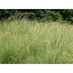 Kostrzewa szczeciniasta Dumas I - 5 kg