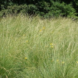 Kostrzewa szczeciniasta Dumas I - 5 kg