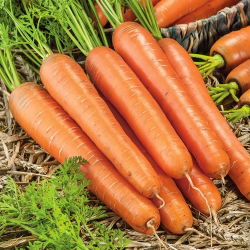 Marchew Lange Rote Stumpfe - późna