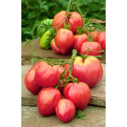 Pomidor Bawole Serce Oxheart - gruntowy Malinowy - 10 gram - 5000 nasion