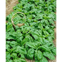 Szpinak Olbrzym Zimowy - 500 gram - 40000 nasion