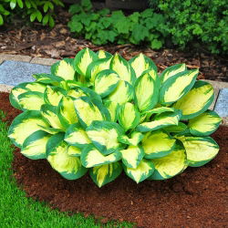 Funkia niska - Hosta Popcorn - duża paczka! - 10 szt.