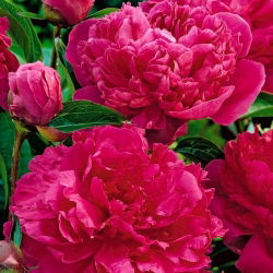 Piwonia, Paeonia - Felix Crouse - sadzonka - GIGA paczka! - 50 szt.