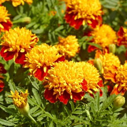 Aksamitka Orange Flame - rozpierzchła - 1 kg