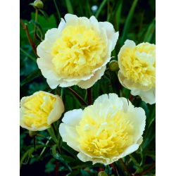 Piwonia, Paeonia - Prima Vera - sadzonka - GIGA paczka! - 50 szt.