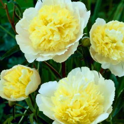 Piwonia, Paeonia - Prima Vera - sadzonka - GIGA paczka! - 50 szt.