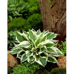 Funkia - Hosta Patriot - duża paczka! - 10 szt.