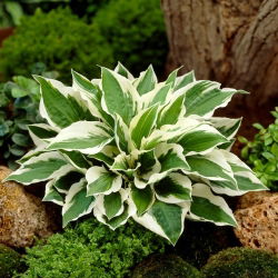 Funkia - Hosta Patriot - duża paczka! - 10 szt.